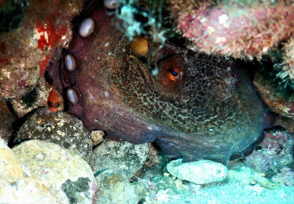 Octopus during scuba on Gran Canaria