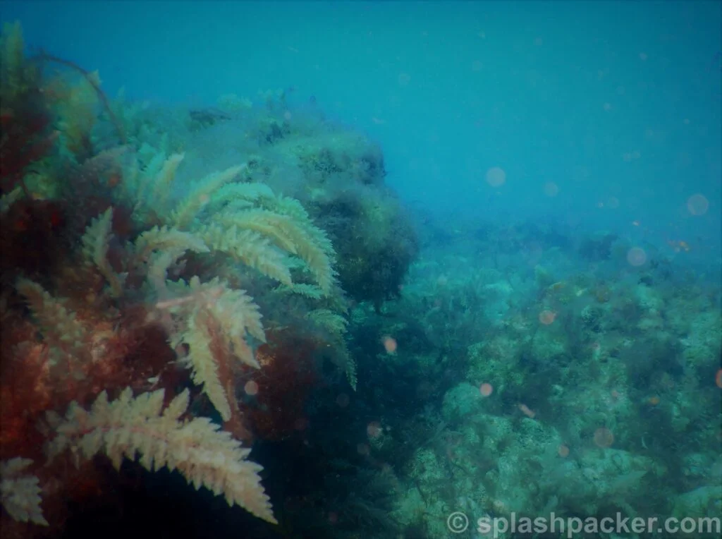 Soft corals in the Atlantic Ocean close to the Canary Islands