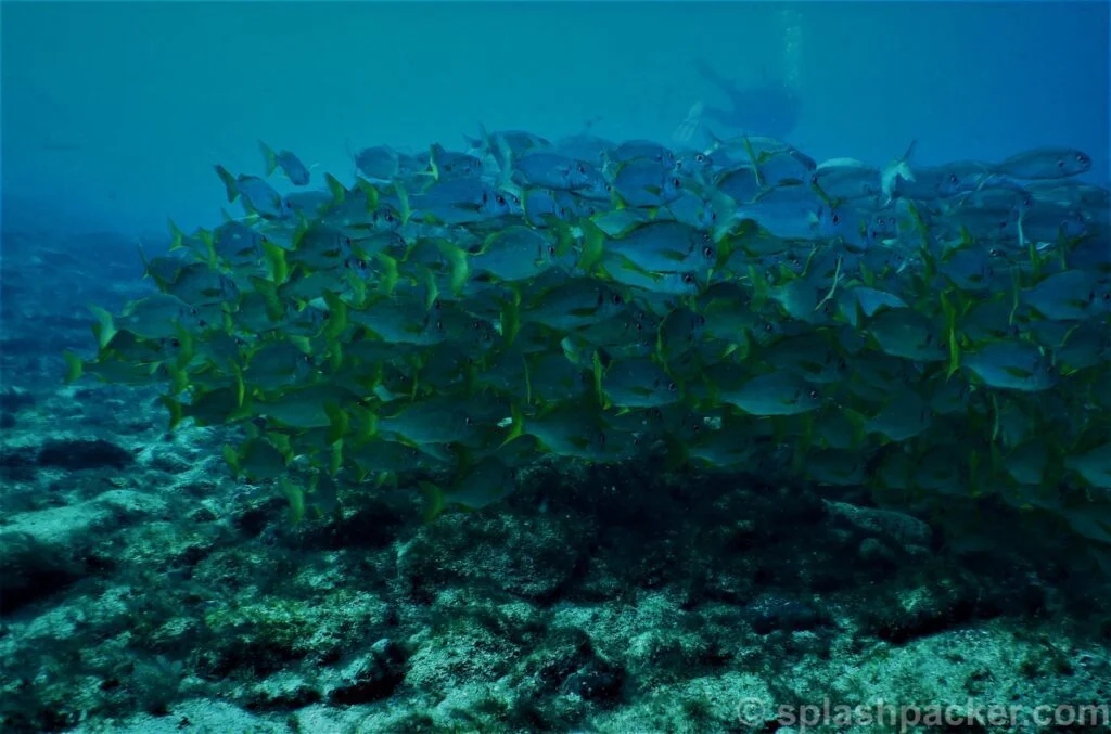 Scuba diving Arguineguín reef on Gran Canaria