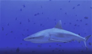 Splashpacker YouTube channel is also focused on conscious scuba dive travel