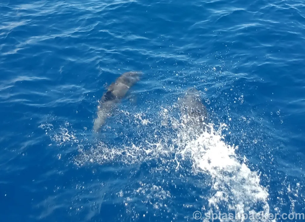 Twee dolfijnen in de oceaan bij de Canarische Eilanden