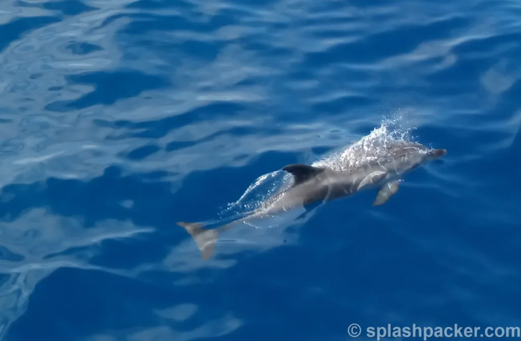 Een tuimelaar, oftewel bottlenose dolphin tijdens het walvissen en dolfijnen kijken op Gran Canaria