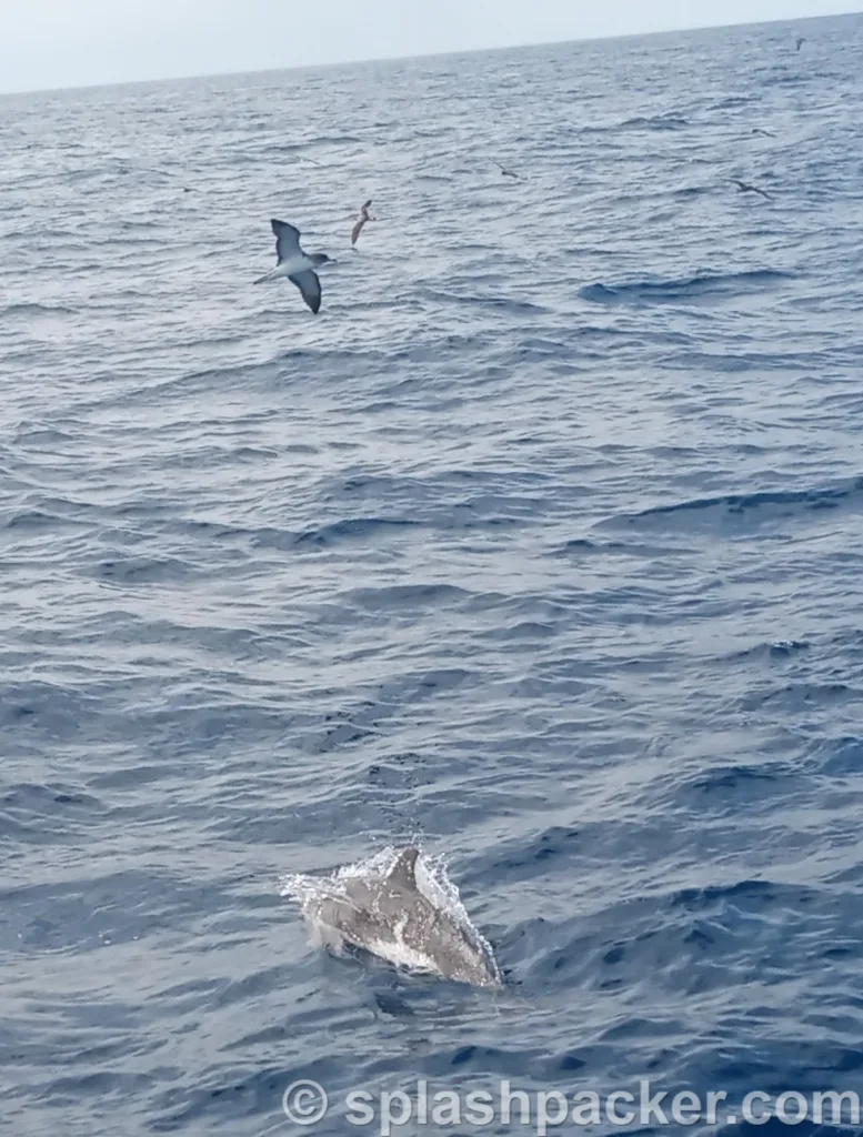 Een dolfijn tijdens het walvissen en dolfijnen spotten op Gran Canaria