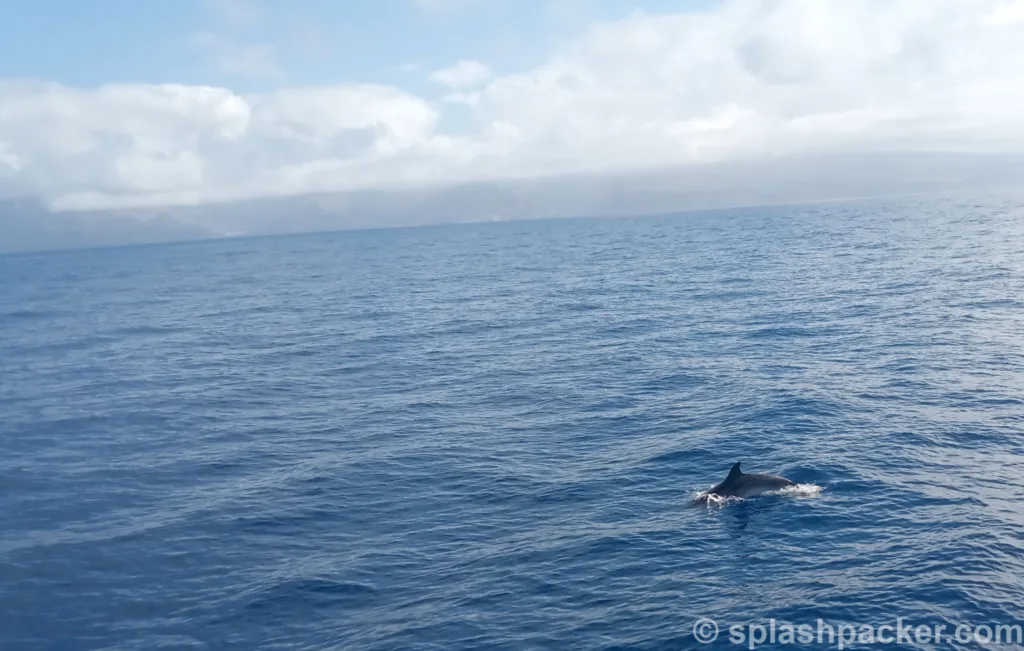 Een dolfijn voor de kust van Gran Canaria