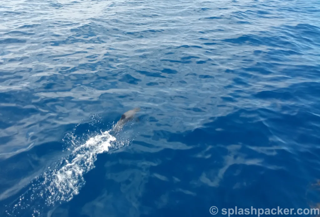 Boat trip excursion to see cetaceans on Gran Canaria