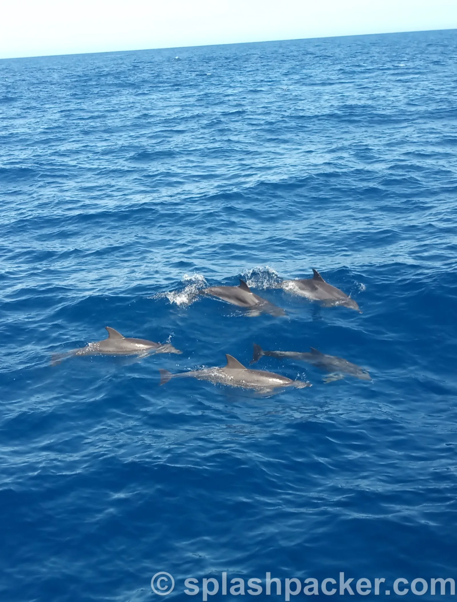 Dolphins during whale & dolphin watching Gran Canaria