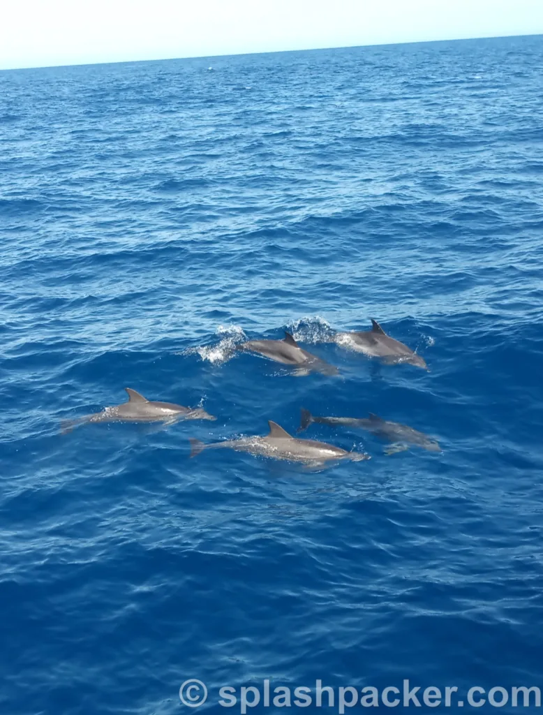 Bottlenose dolphins during whale & dolphin watching Gran Canaria