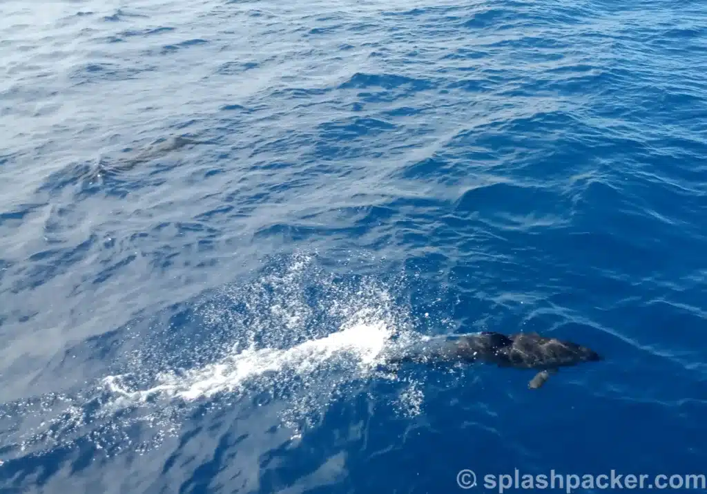 Een dolfijn in de Atlantische Oceaan