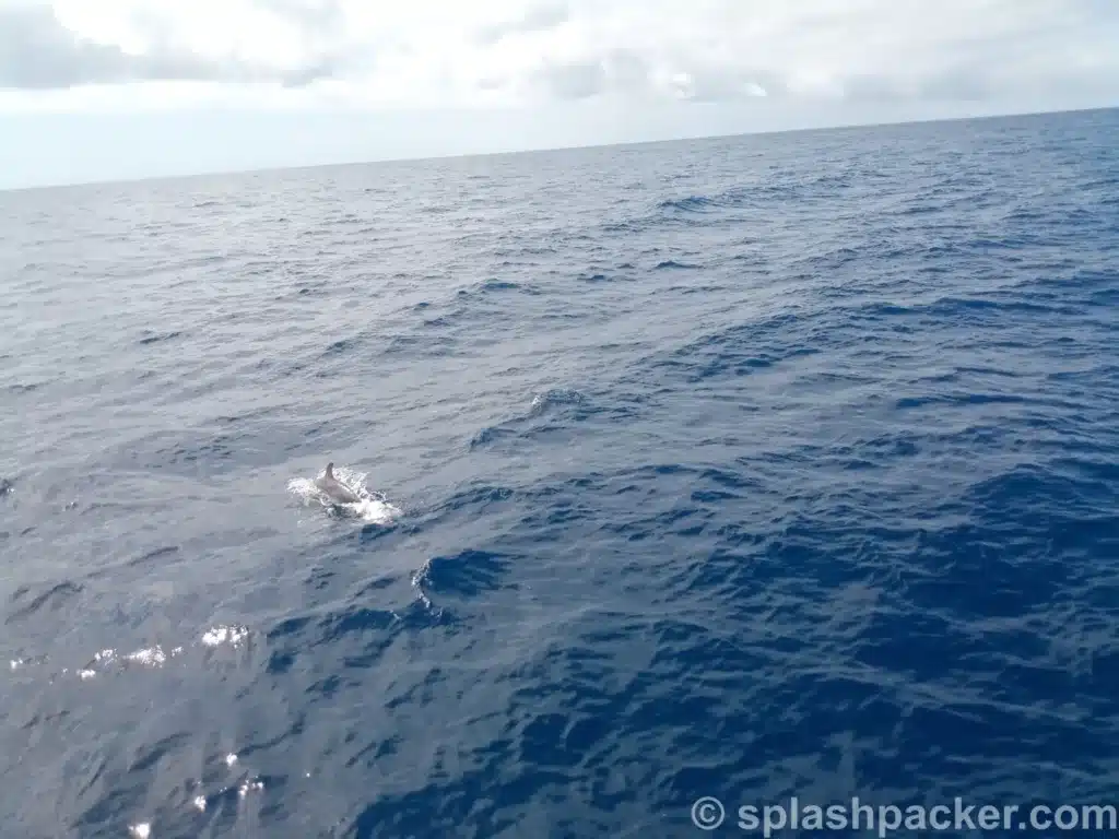 Dolfijn op de Canarische Eilanden