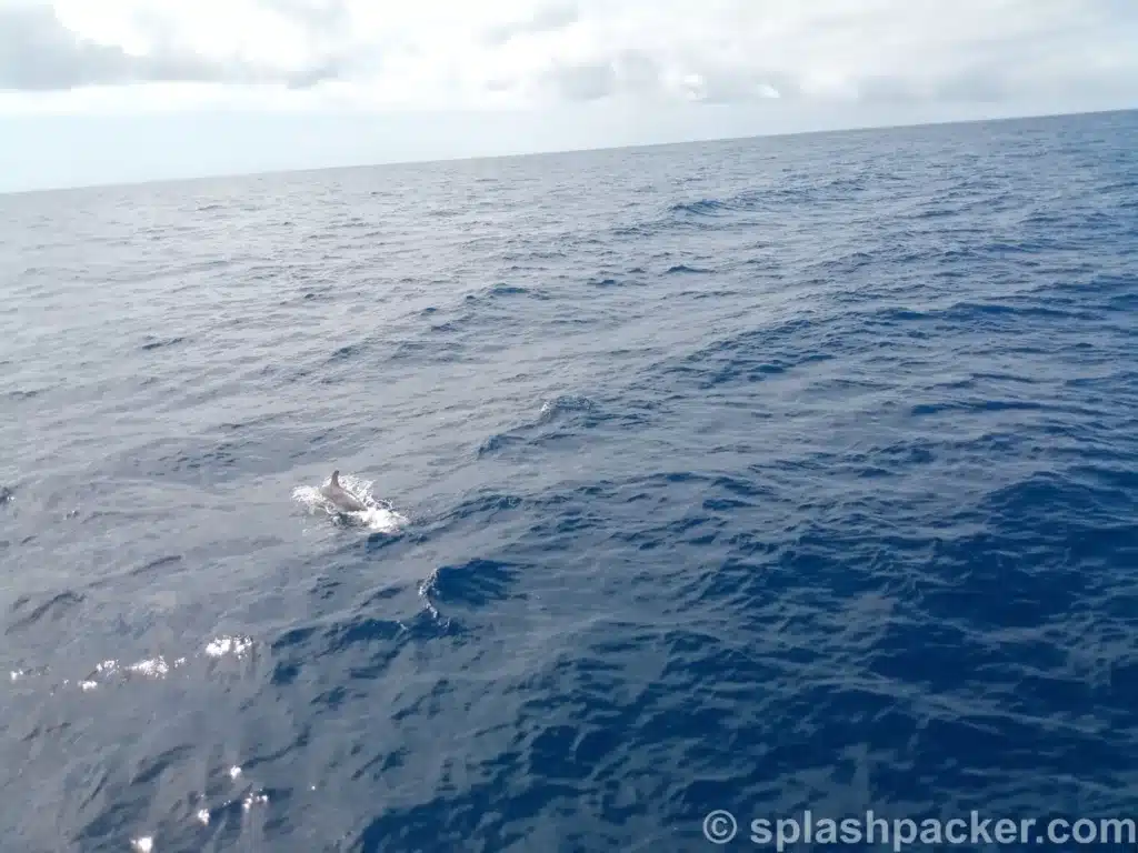 Cetaceans boat trip on the Canary Islands