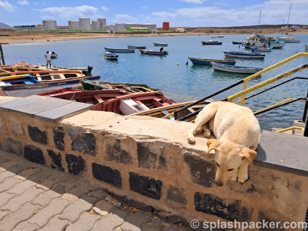 A dog in Palmeira fishing village on Sal Island in Cape Verde