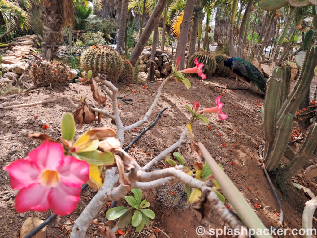 Some animals are walking freely around in the Viveiros Botanical Garden & Pachamama Eco Park in Sal Island