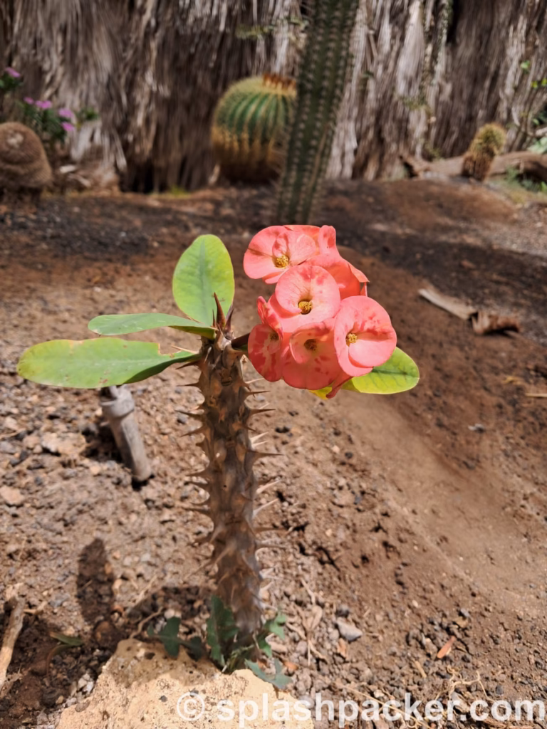 A cactus at the Pachamama Eco Park in Sal Island
