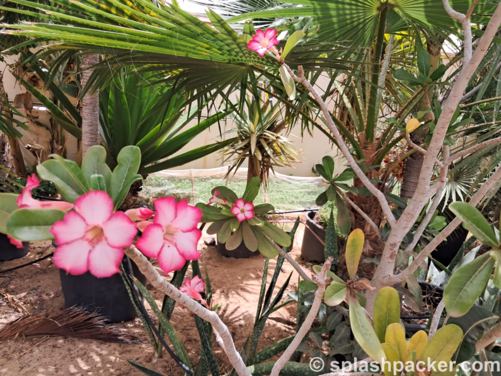Flowers in the Pachamama Eco Park & Botanical Gardens on Sal Island in Cape Verde