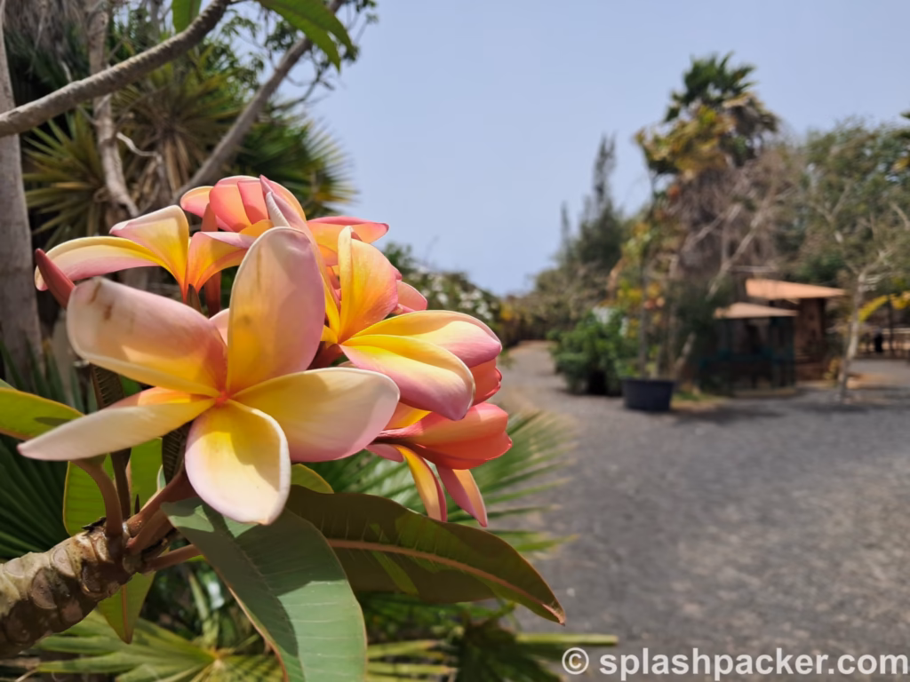 Flowers in the Pachamama Botanical Garden on Sal Island