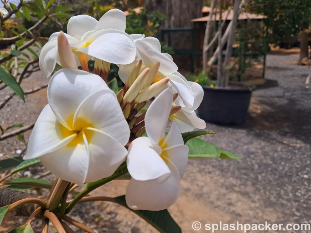 Flowers in Viveiro Botanical Garden in Cape Verde