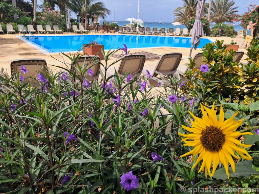 A sunflower at the swimming pool of Porto Antigo 2 in Santa Maria on Sal Island