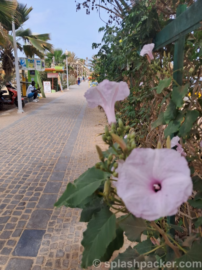 A flower in Santa Maria on Sal Island in Cape Verde