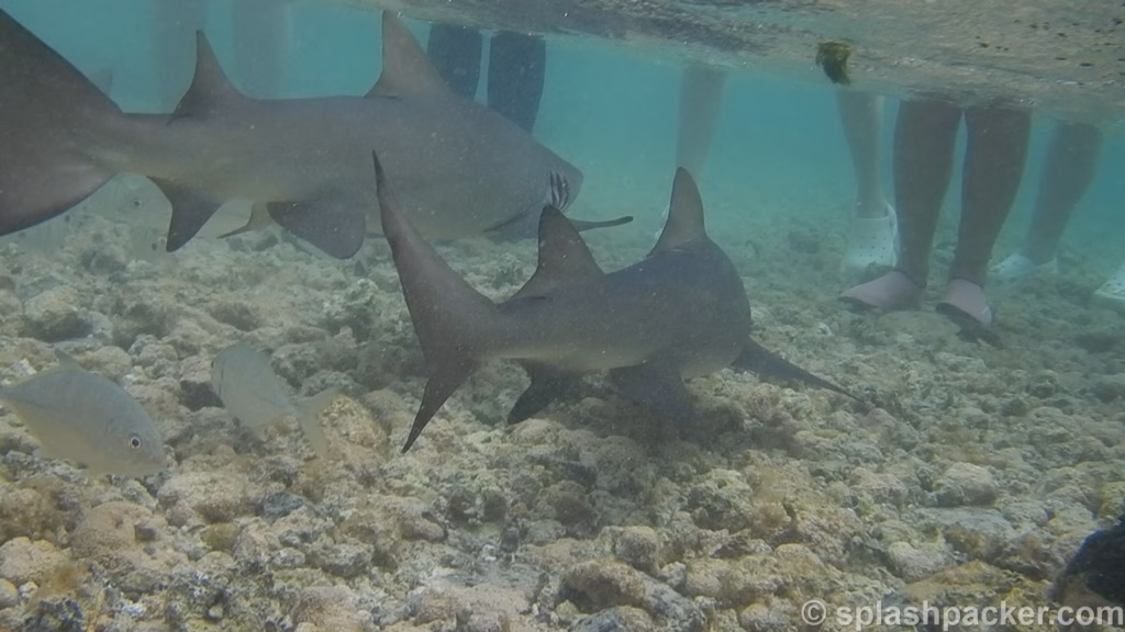We stopped at Lemon Shark Bay during the Sal Island day tour in Cape Verde
