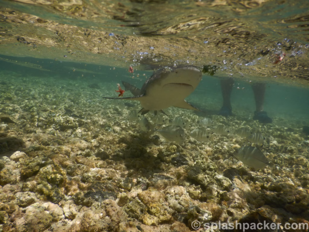 Lemon Sharks in Shark Bay on Sal Island in Cape Verde