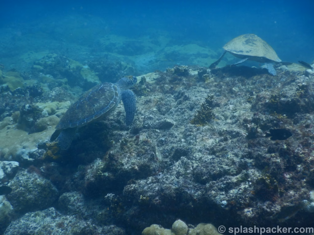 Turtles whilst scuba diving in Sal Island in Cape Verde