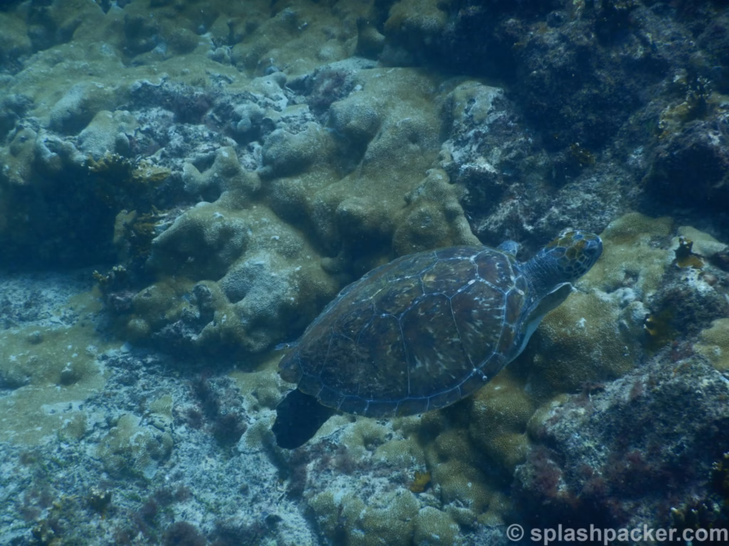 Loggerhead turtle in Cape Verde